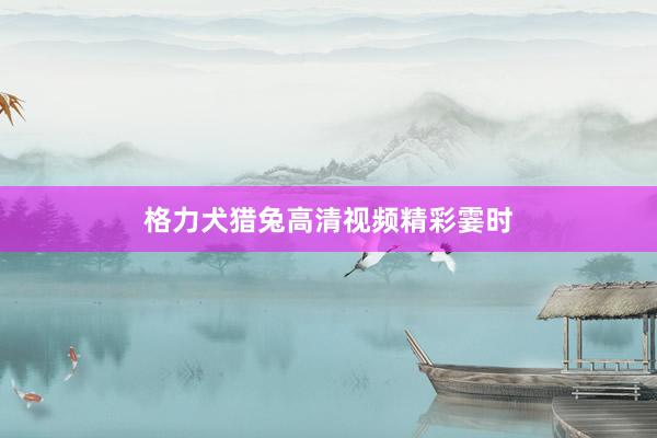 格力犬猎兔高清视频精彩霎时